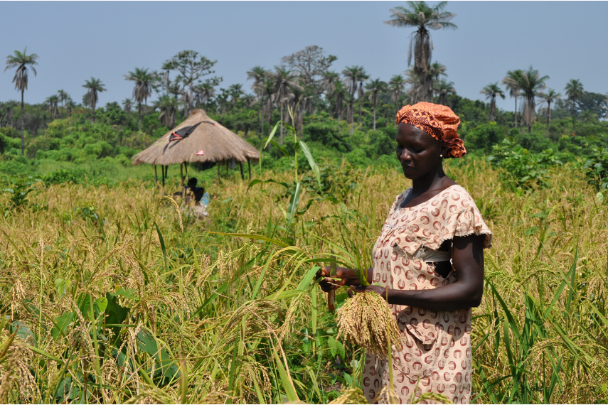 A woman harvests rice in Bianga, Guinea-Bissau.