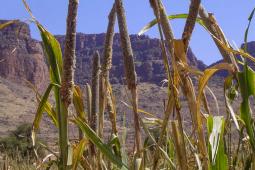 Millet: a traditional food crop consumed all over the world.