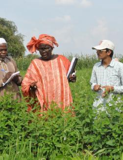 Des agriculteurs ouest africain dans un champ de coton en Inde