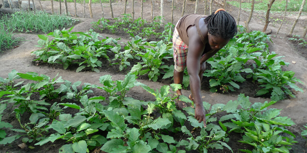 A woman farmer bends over to examine green crops growing in rows in a garden